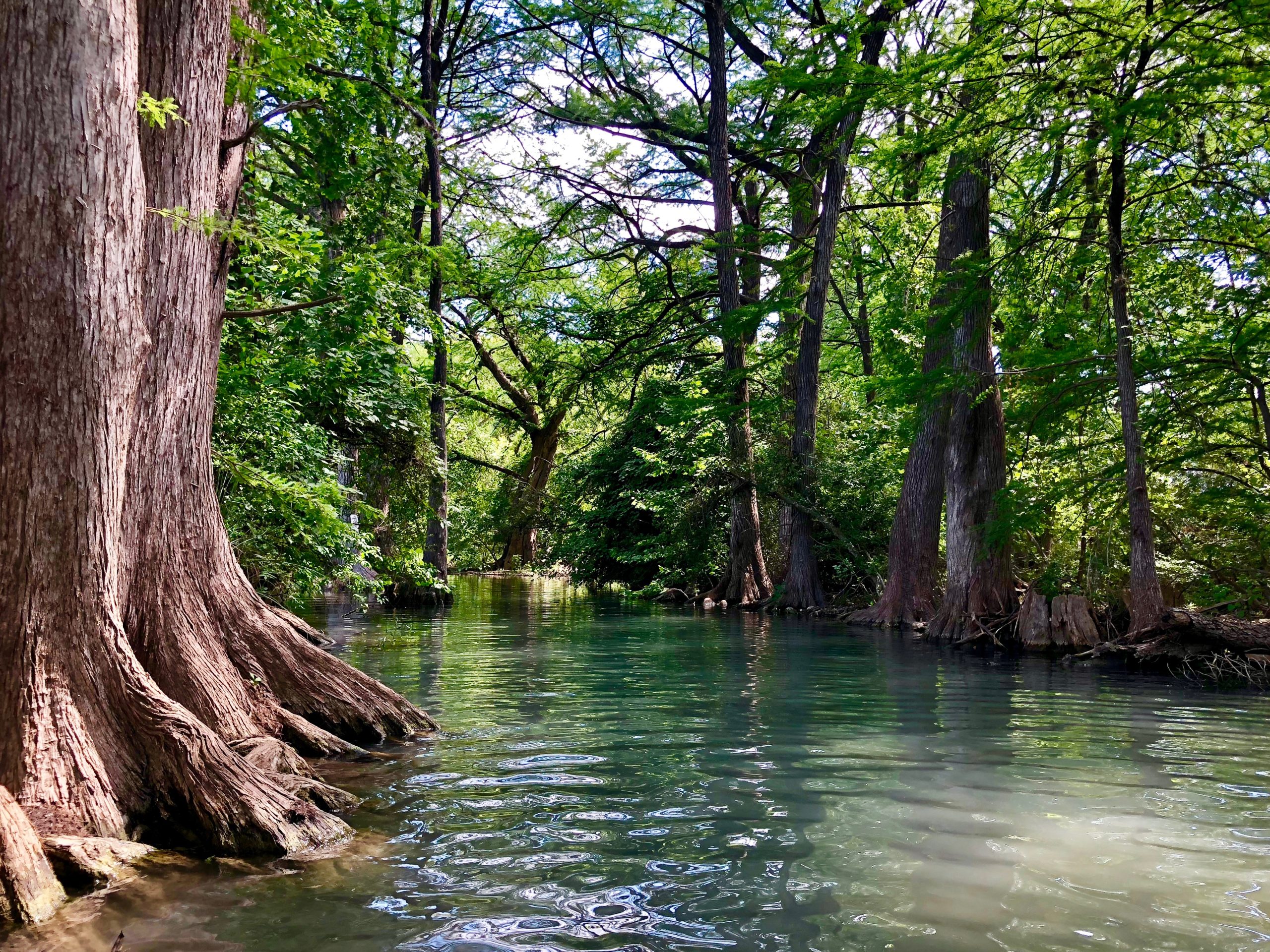 Guadalupe River in Texas lined with cypress trees
