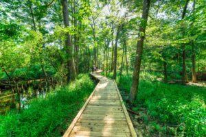 Wooden boardwalk among the cypress trees at Jesse H. Jones Nature Center, home to some of the best hikes near houston tx