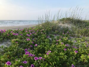 Purple flowers blooming on sand dunes on padre island, one of the prettiest islands in texas