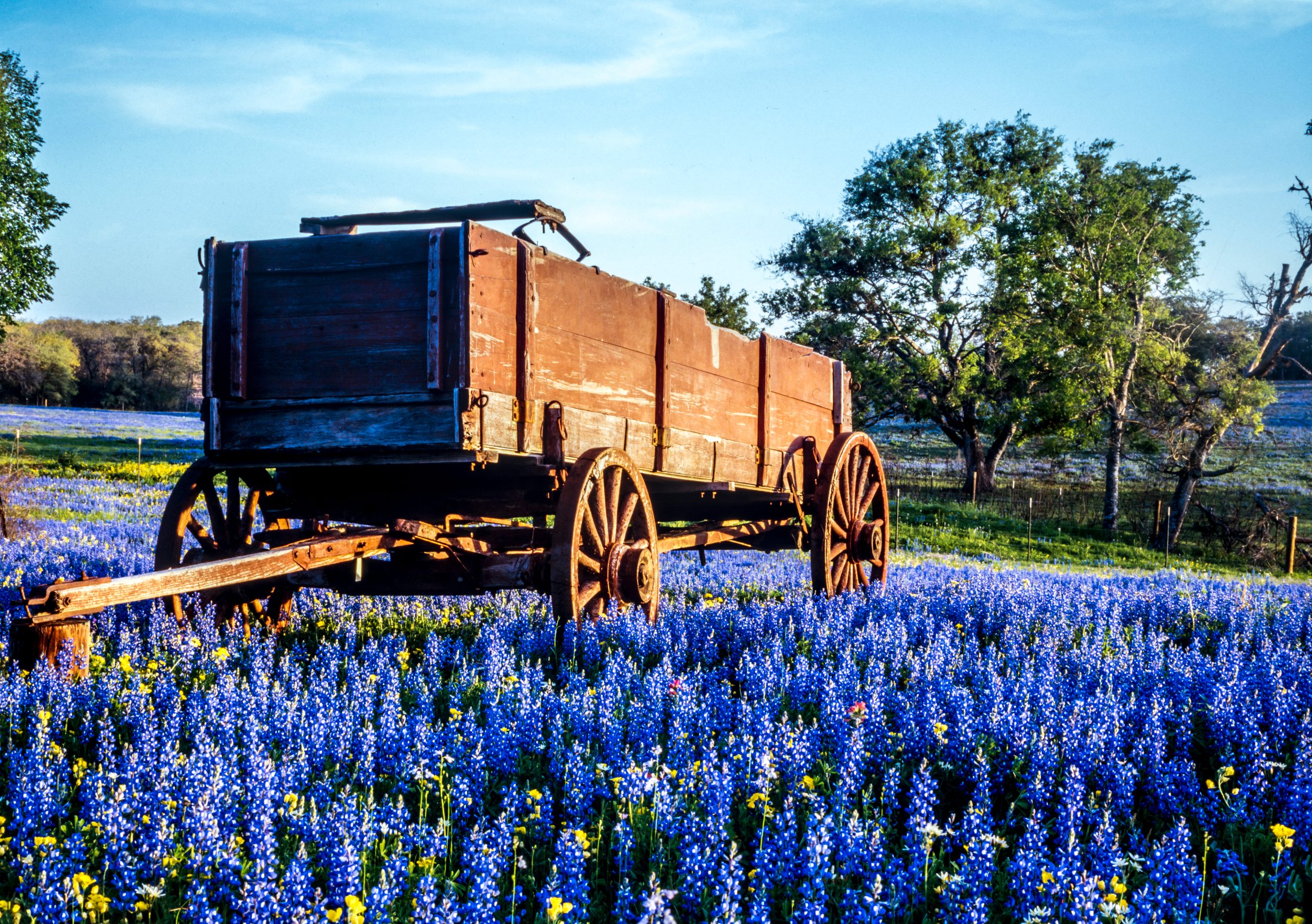 Wood cart sitting in a field of blooming bluebonnets. Seeking out bluebonnet fields is one of the most fun things to do in Texas and belngs on any Texas bucket list!
