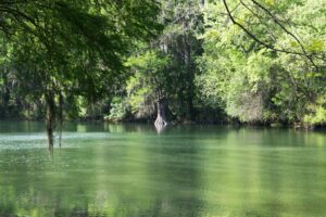 view of comal river, a popular place for tubing in texas, aka floating the river texas