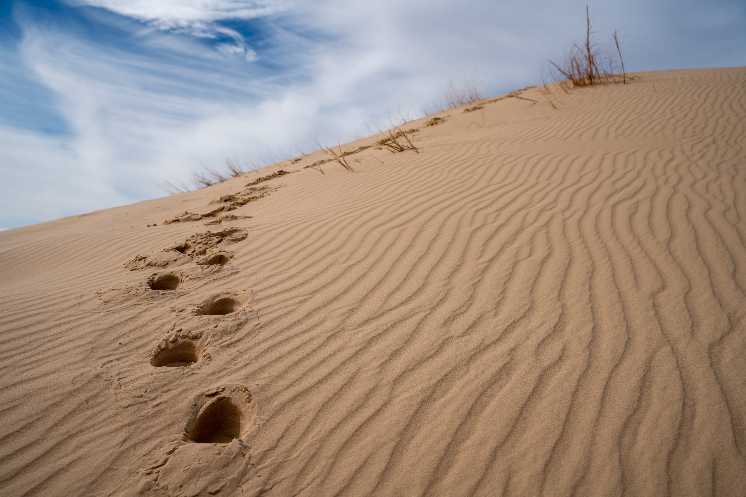footsteps leading up a dune in monahan sandhills, one of the best state parks in west texas