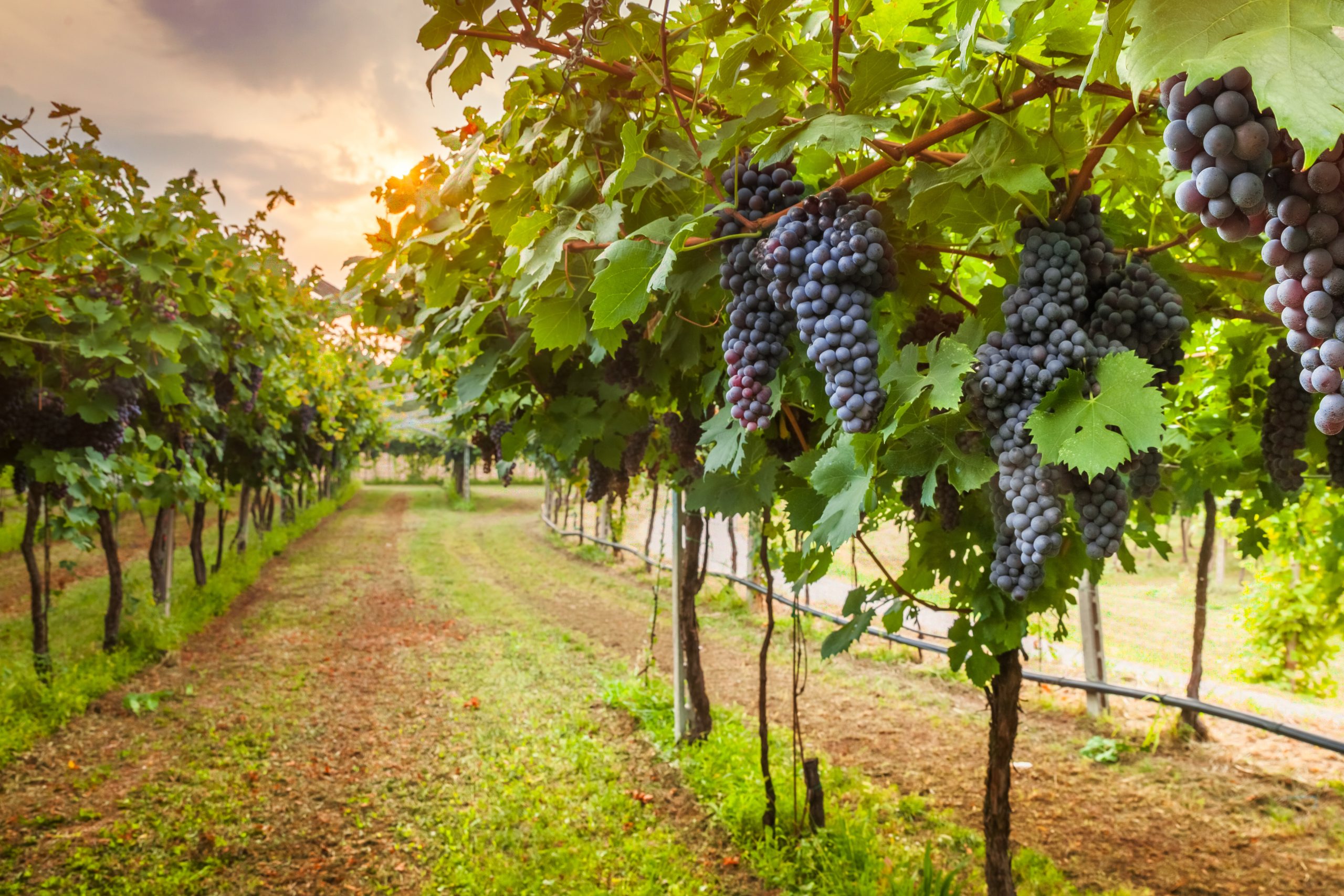 rows of grapes hanging from vines at one of the best wineries in fredericksburg tx