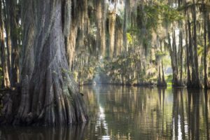 bayou as seen from the water in texas caddo lake state park