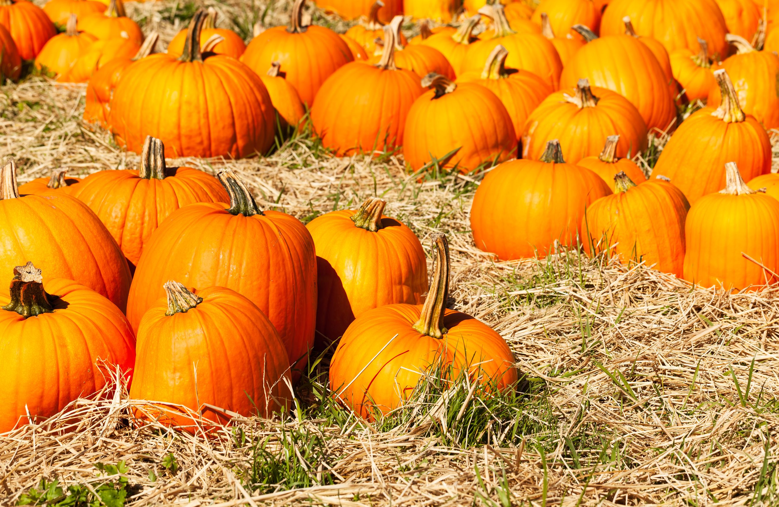 collection of large orange pumpkins sitting on hay at one of the best austin pumpkin patches