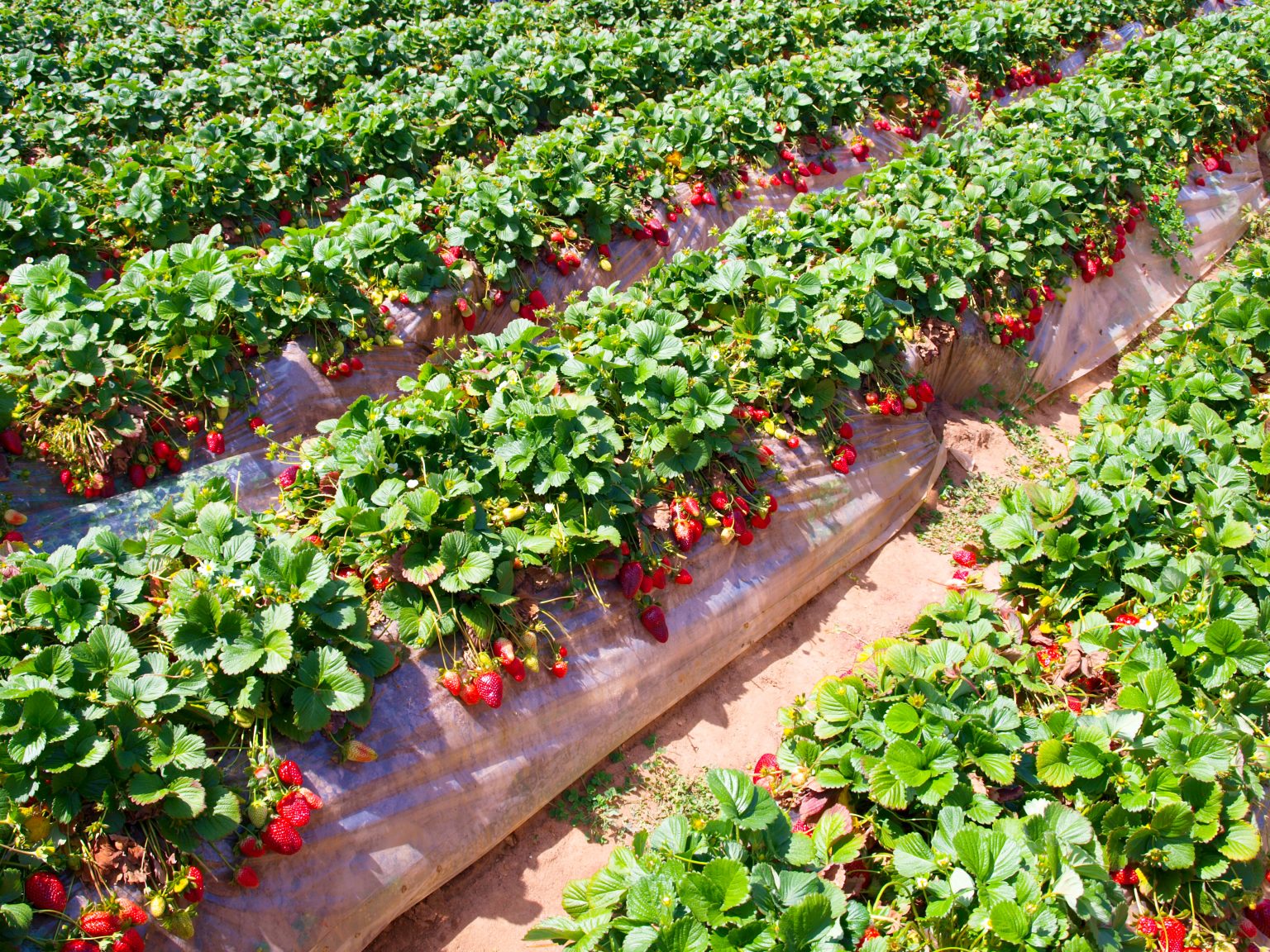 Where To Go Strawberry Picking In Texas 13 Charming U Pick Farms 