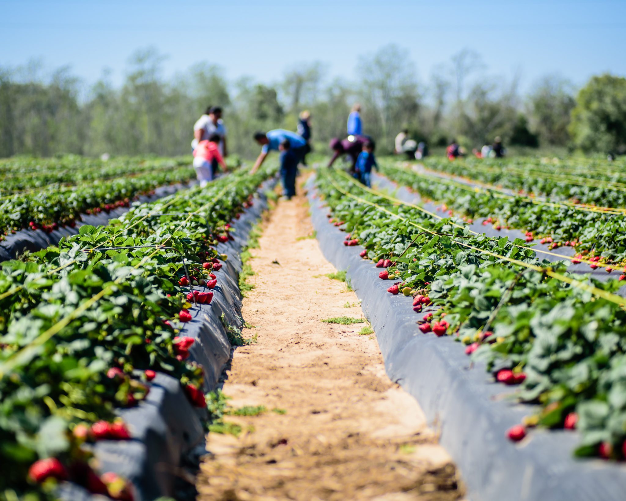 Where To Go Strawberry Picking In Texas 13 Charming U Pick Farms 