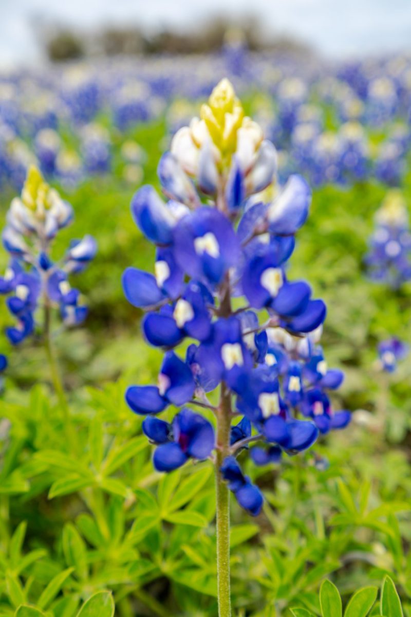 close up of a texas bluebonnet blooming in sprng
